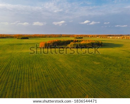 Aerial view of a picturesque green field with winter crops with islands of yellow autumn trees
