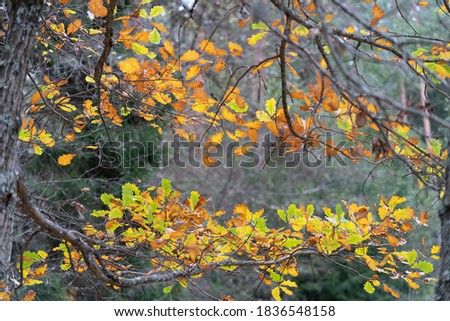 Colorful autumn leaves in the forest. Small branches with colourful leaves. Oak and maple. October in Estonian forest. High resolution image. Amazing nature.