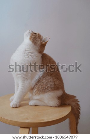 White and orange cat portrait sitting one a wooden chair