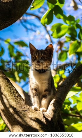 A kitten meows on a tree, asks for help from people to get off
