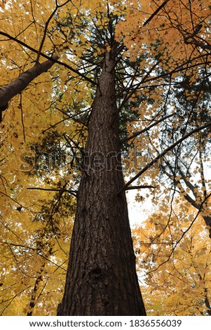 Colorful tree in the forest, autumn, fall