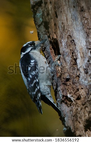 Downy woodpecker pulling wood from hole in tree. Bore hole for food and home. Hairy woodpecker visible on wooded perch