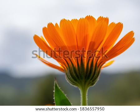 Macrophotography of a pot marigold flower against the cloudy sky, captured at a garden near the colonial town of Villa de Leyva, in the central Andean mountains of Colombia.