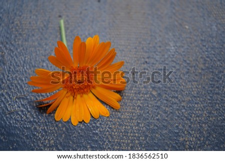 Calendula, the flower that cures