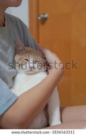Sleepy white and orange kitten sitting on girl's legs 