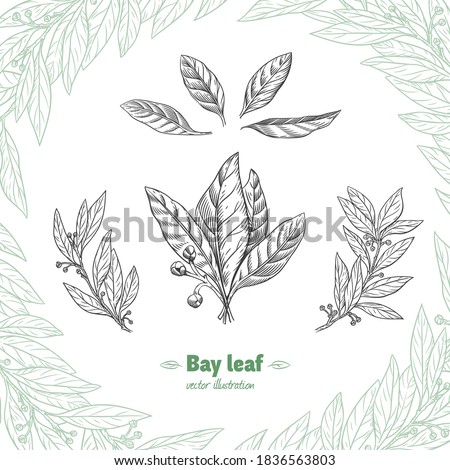 Laurel Bay leaves, branches and fruits isolated detailed hand drawn black and white vector illustration  Royalty-Free Stock Photo #1836563803