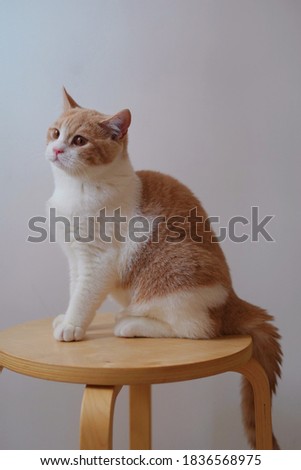 A portrait of a white and orange cat sitting on a wooden chair