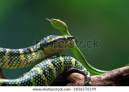 Wagleri viper snake closeup head on branch, beautiful color wagleri snake