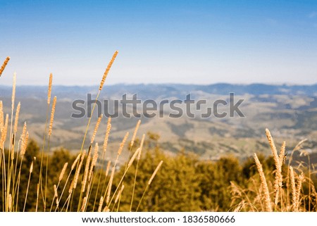 Tall dry grass and mountain autumn landscape on the backdrop. Sunny autumn day. Panorama hills and valleys.