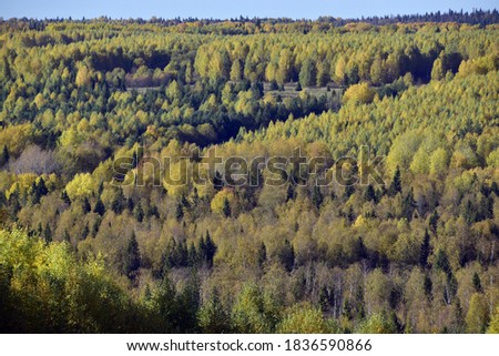 A riot of colors in the Ural forest. Autumn is in full swing in the foothills of the Western Urals. Natural background for graphic projects.