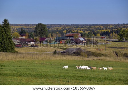 A small herd of domestic goats walks along a field road leading to the village and the autumn forest. Autumn is in full swing in the foothills of the Western Urals.