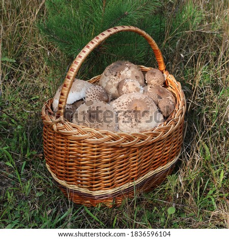 Picked edible fungi in wicker basket. Parasol mushrooms (Macrolepiota procera). Trophies of a mushroom hunt for vegan food.