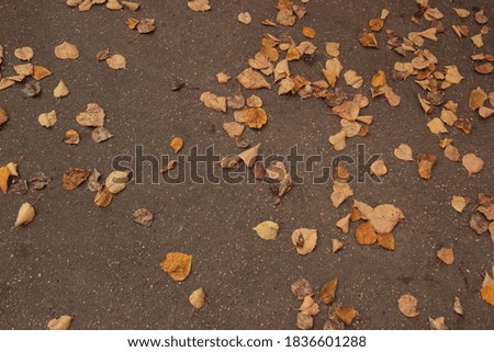 Gray asphalt pavement with fallen yellow leaves of trees. Autumn background