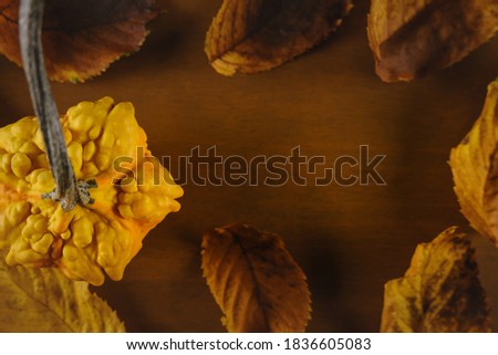 Top view of decorative ornamental pumpkin with blurry defocused dry autumn leaves and copy space for text