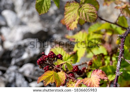 A bush with green leaves, red berries and red autumn leaves. Picture from Malmo, Sweden