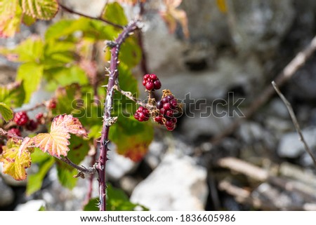 A bush with green leaves, red berries and red autumn leaves. Picture from Malmo, Sweden