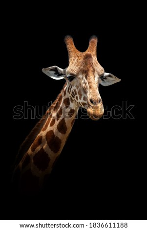 Close up view giraffe. Wild animal isolated on a black background