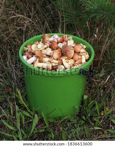 Picked edible fungi in a green bucket. Slippery Jack boletus (Suillus luteus). Trophies of a mushroom hunt for vegan food.