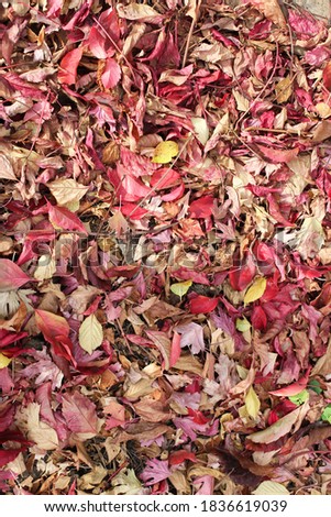Red, crimson, pink autumn leaves on the ground