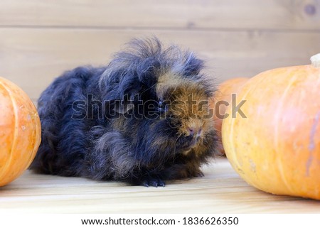 A Guinea pig with long hair stands on a table near orange pumpkins
