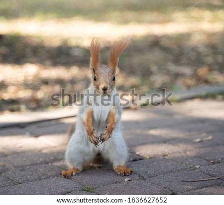 little squirrel in the park in autumn