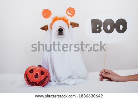 cute jack russell dog at home wearing ghost costume. Halloween background decoration. Woman hand holding BOO sign