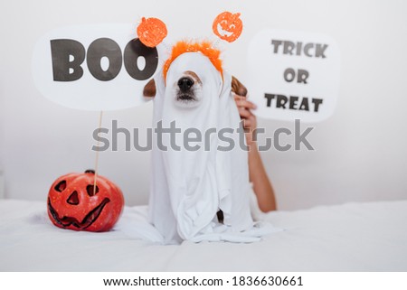 cute jack russell dog at home wearing ghost costume. Halloween background decoration. Woman hand holding BOO sign
