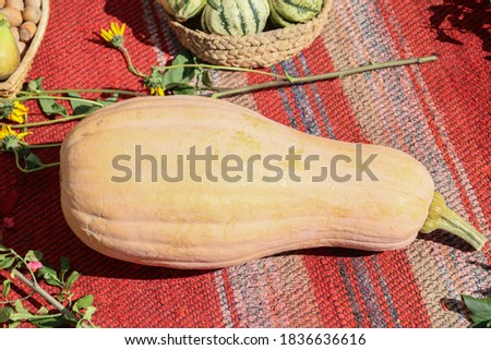 Autumnal concept with colorful pumpkins on a rustic rug shot outdoor