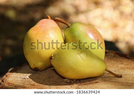 Autumnal concept with variety of pears on the ground shot outdoor