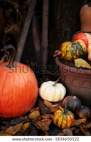 Mini pumpkins and leaves for Thanksgiving in rustic style with lights and bokeh on wooden background - Harvest / Thanksgiving concept
