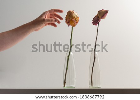 A human hand holding dry rose bud. Woman looking for lifeless flower inside glass vase. Person with dead flower inside a container.