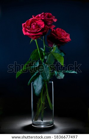 red roses with a dark blue background, chiaroscuro, baroque style light painting
