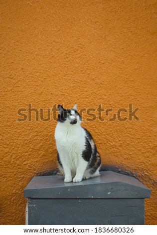 Three color cat in front of orange wall on the street