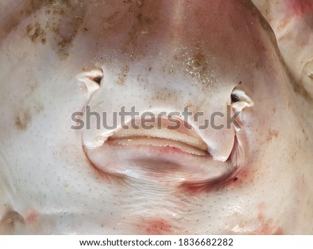 fish face Stingray close up top view