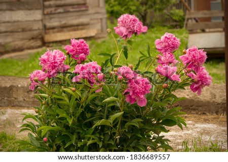 
Green bush of scarlet peonies on a blurred background