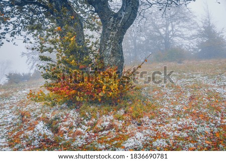 First snow on the mountain forest. Old beech tree on the mountain valley. Attractive morning view of Carpathians, Ukraine, Europe. Beauty of nature concept background.
