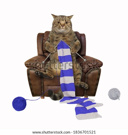 A cat is sitting in a brown leather armchair and knitting a striped scarf. White background. Isolated.