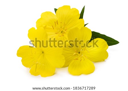 Common evening primrose flowers isolated on white Royalty-Free Stock Photo #1836717289