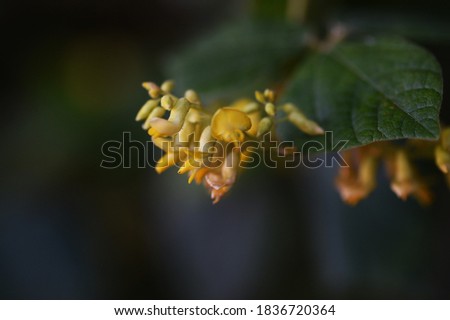 Rhynchosia acuminatifolia  / Fabaceae perennial vine plant.