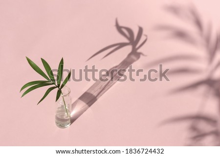 A palm branch in a miniature vase and a beautiful play of shadows on a pale pink background.Flower shadows in the sunlight.Neutral flower arrangement.Minimal, stylish, trendy concept.copy space