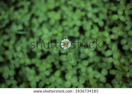 Large green clover field with a white flower. Lucky four leaf clover. small depth of field blurred background. Patrick's day