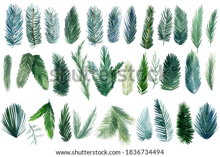 Set of green spruce branches on white background, watercolor botanical illustration