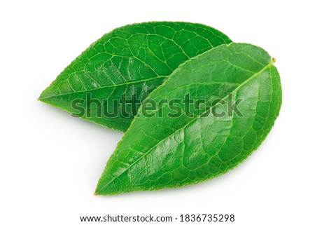 Bilberry or blueberry leaf isolated on white background with clipping path and full depth of field.