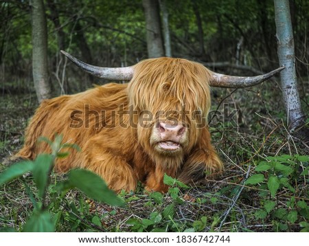 Red scottish cow lying in the forest