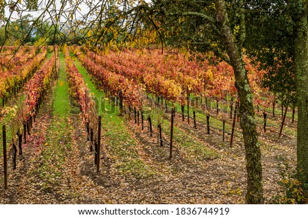 Wine county Vineyard with Autumn, Fall Colors leaves on the vines.