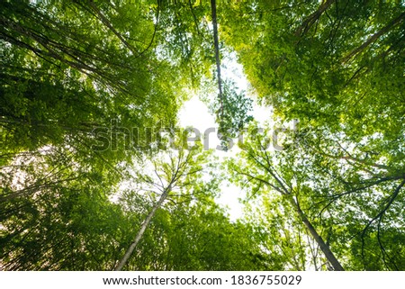 Forest, green tree branches, blue sky, upward view, beautiful natural background Royalty-Free Stock Photo #1836755029