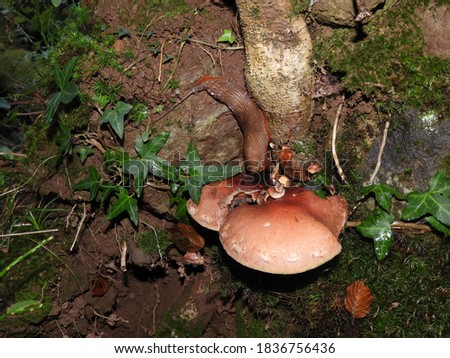 Slug eating a mushroom in the forest ground, surrounded by moss, leaves and dirt. Forest at night.