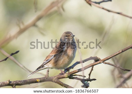 Closeup portrait of a Linnet bird female, Carduelis cannabina, display and searching for a mate during Spring season. Clear blue sky