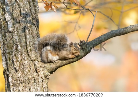 A very cute squirrel is sleeping on the branch