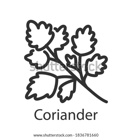 Spice coriander, linear icon. Editable stroke Royalty-Free Stock Photo #1836781660